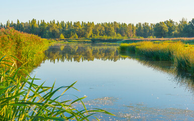 The edge of a misty lake at sunrise in an early bright summer morning with a colorful sky in sunlight, Almere, Flevoland, The Netherlands, September 2, 2020