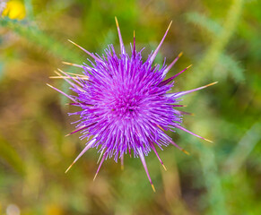 A purple thistle found on the Karpass Peninsula, Northern Cyprus with defocussed background