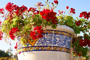 Seville: Spanish Flowers