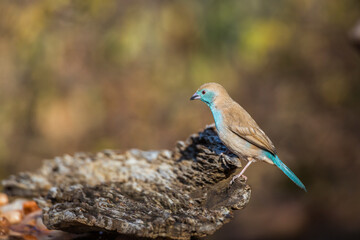 Blue-breasted Cordonbleu isolated in blur natural background in Kruger National park, South Africa...