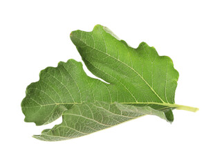 Fresh green fig leaf isolated on white