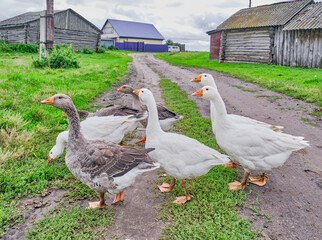 White and motley geese walk on the road in the siberian village, Russia