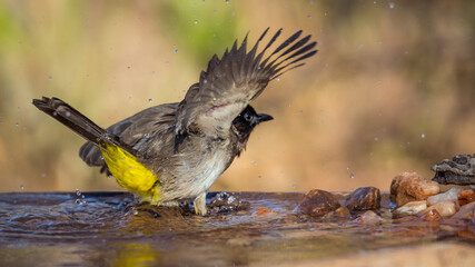Dark capped Bulbul bathing in water pond in Kruger National park, South Africa ; Specie Pycnonotus tricolor family of Pycnonotidae