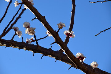 Flor de albaricoquero en flor con cielo azul, rama y árbol