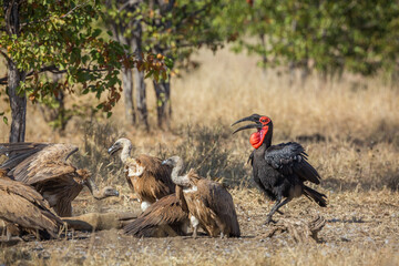 Southern Ground Hornbills and white-backed vultures in Kruger National park, South Africa ; Specie Bucorvus leadbeateri family of Bucerotidae