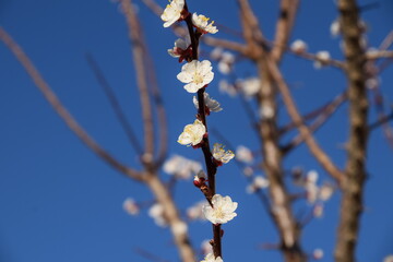 Flor de albaricoquero en flor con cielo azul, rama y árbol
