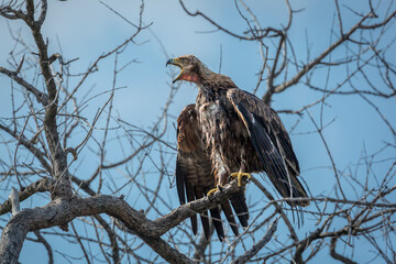 Tawny Eagle calling after bath in Kruger National park, South Africa ; Specie Aquila rapax family of Accipitridae