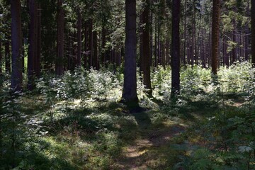 Grazing light in the woods
