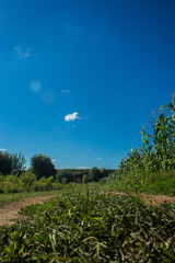Fototapeta na wymiar Corn field with blue sky