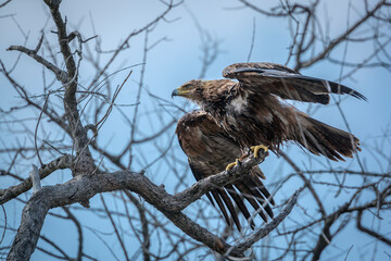 Tawny Eagle dryinig his feather after bath in Kruger National park, South Africa ; Specie Aquila rapax family of Accipitridae