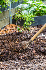 Mulching the soil with bark mulch. Gardening concept - protection against weeds