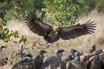 White backed Vulture landing with spread wings in Kruger National park, South Africa ; Specie Gyps africanus family of Accipitridae