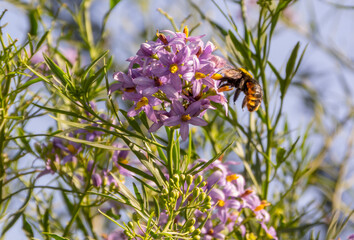 Bumblebees working on flowers