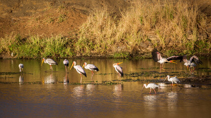 Naklejka na ściany i meble Flock of Yellow-Billed stork and african spoonbill at dawn in Kruger National park, South Africa ; Specie Mycteria ibis and Platalea alba