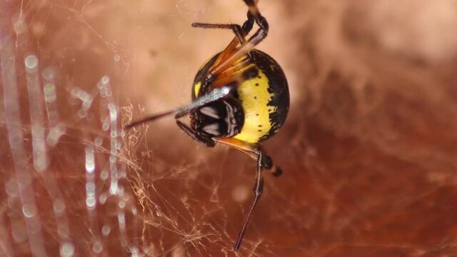 Close up de aranha