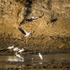 Flock of Yellow-Billed stork and african spoonbill at dawn in Kruger National park, South Africa ;...