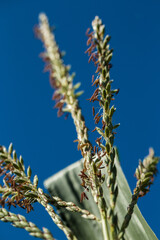 Gold wheat and blue sky. Bottom view