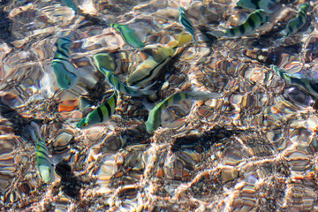 Sea surface with exoic fish at the bottom.