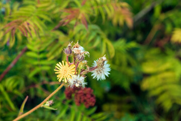 Beautiful yellow flowers against the green space.