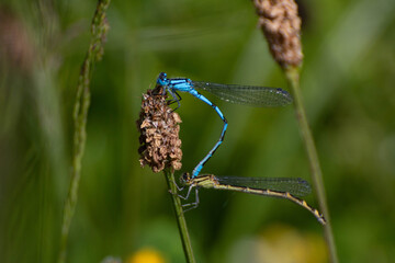 Agrion bleu et libellule sur brin d’herbe – scène estivale en macro