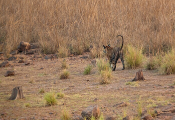 Tigress Sonam marking territory near Telia lake,  Tadoba Andhari Tiger Reserve, India