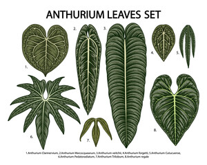 Vintage vector botanical illustration, tropical exotic plant, jungle foliage, anthurium leaves set isolated on white background.