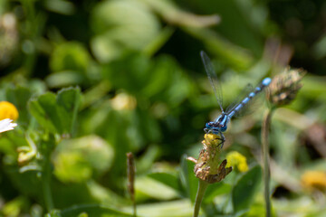 Agrion bleu sur brin d’herbe et marguerite – scène estivale en macro