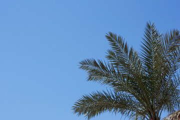 A palm branch against a blue sky background with a place for text, the branch is located in the lower right corner.
