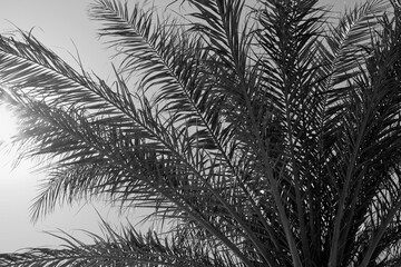 palm tree branches