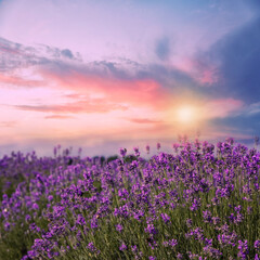 Amazing lavender field at sunset, closeup view