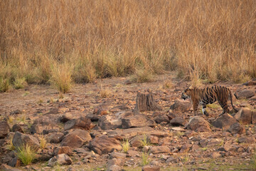Tigress Sonam walking near Telia lake,  Tadoba Andhari Tiger Reserve, India
