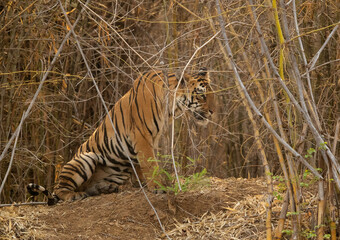 Maya cub in bamboo habitat near a water hole, Tadoba Andhari Tiger Reserve, India