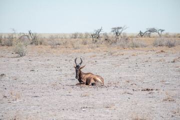hartebeest antelope resting