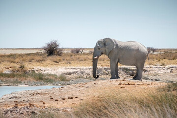 wild elephant near waterhole