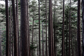 Fototapeta premium foret pins corse