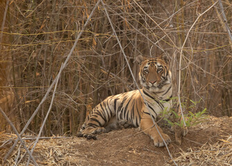 Maya cub sitting near a water hole in bamboo habitat, Tadoba Andhari Tiger Reserve, India