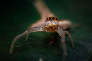 Jumping Spider