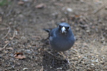 and what do you want? peck you?