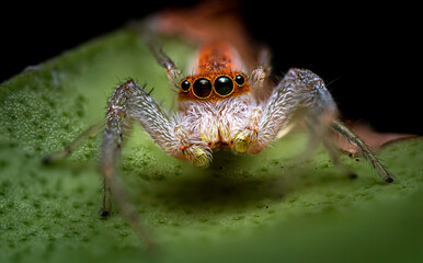 Jumping Spider