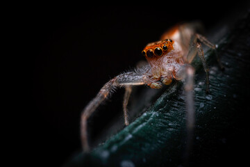 Jumping Spider