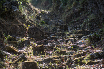 sentier maquis corse