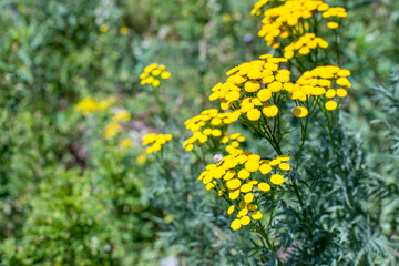 Fototapeta premium Yellow inflorescences of tansy. Medicinal plant tansy Tanacetum vulgare, bitter button in the field.