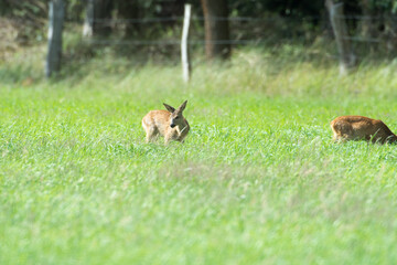 Rehe