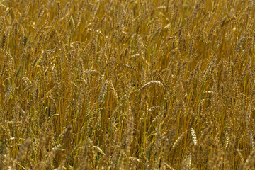 Wheat  golden field texture