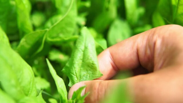 Spinach growing in garden. Fresh natural leaves of spinach growing Bio spanach.
