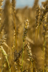 Golden wheat or rye close up
