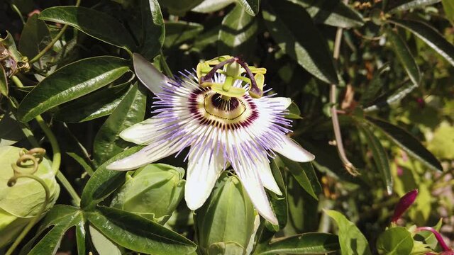 Beautiful exotic passiflora flower close-up.