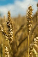 Golden wheat or rye close up