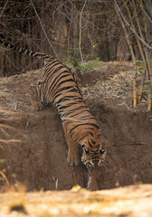 Naklejka na ściany i meble Maya cub jumping down the water hole, Tadoba Andhari Tiger Reserve, India
