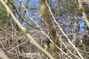 Branch's in the wind 